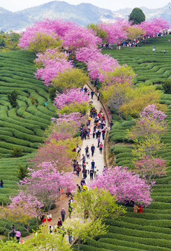 樱花烂漫