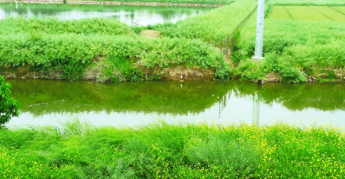 优美的乡村河道田野