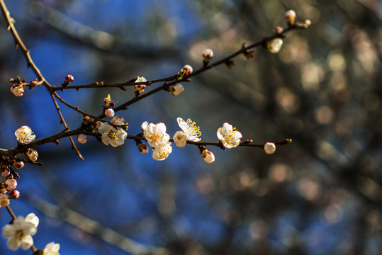 桃花春色