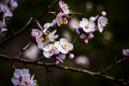 桃花春色