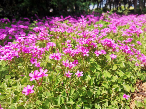 红花酢浆草