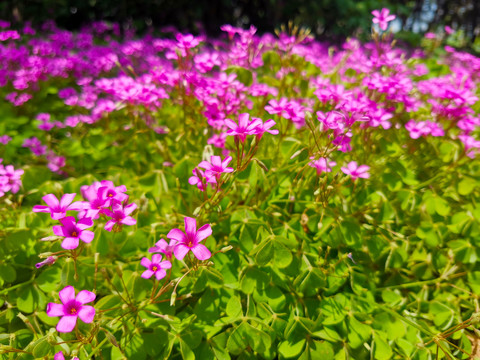 红花酢浆草