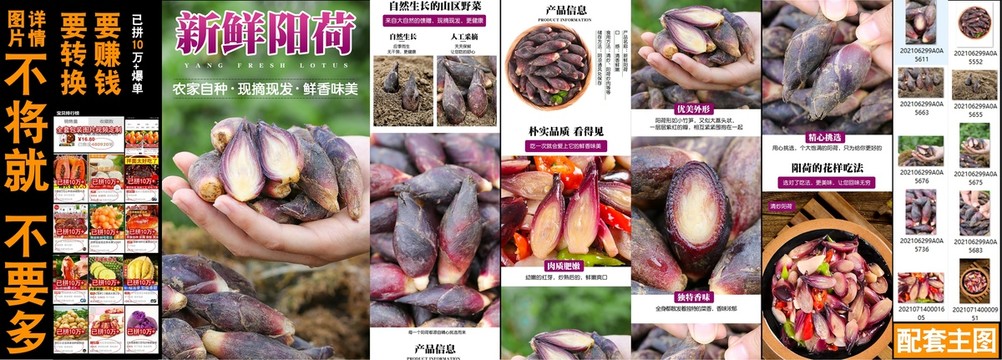 新鮮陽(yáng)荷詳情
