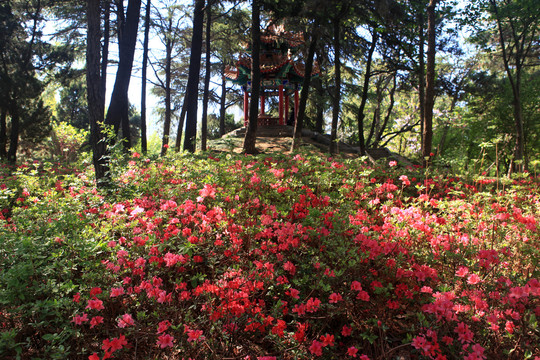 杜鹃花