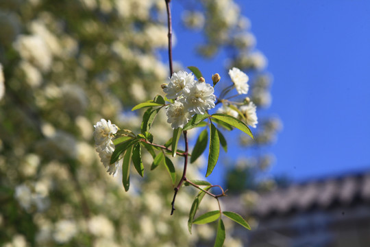 木香花