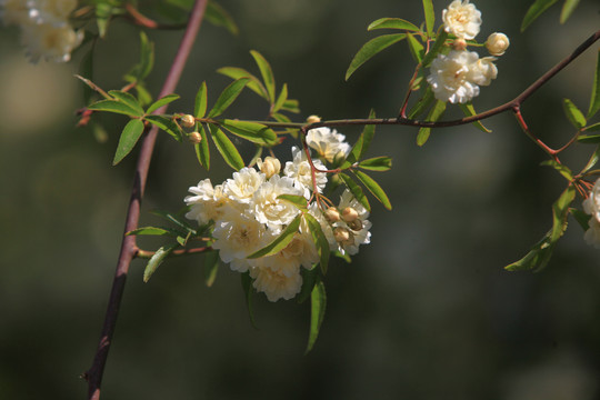 木香花