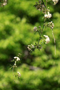 木香花