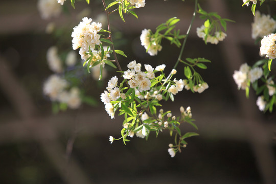 木香花