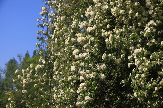 木香花