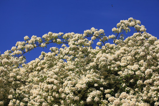 木香花