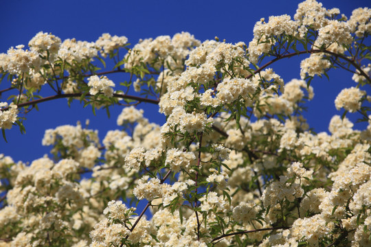 木香花