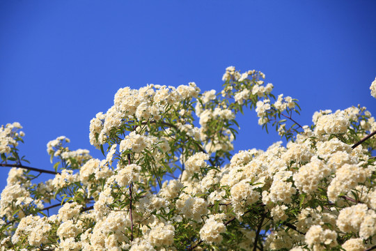 木香花