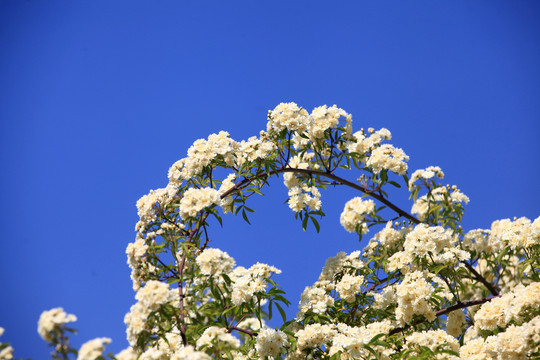 木香花