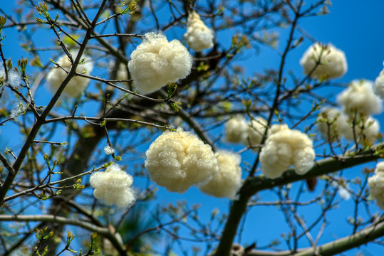 异木棉蒴果