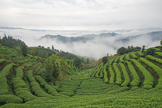 高山茶场