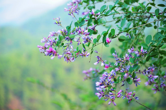 胡枝子花