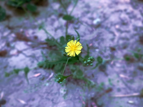 一朵黄花