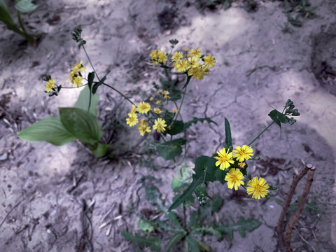 黄花