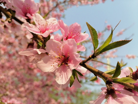 桃花