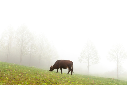 晨雾牧牛