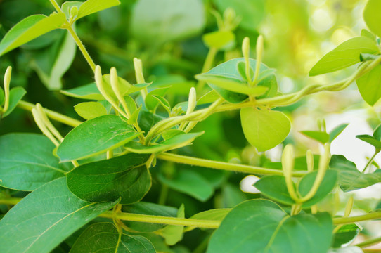 金银花茶