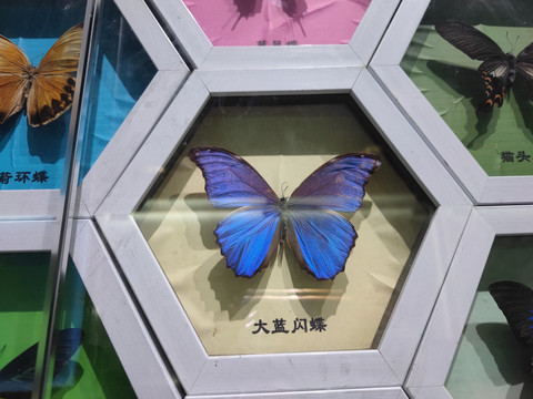 蝴蝶展馆