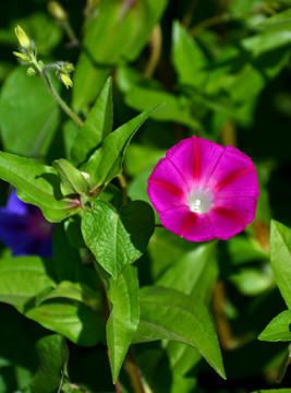 牵牛花