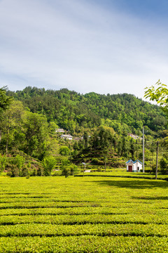 山区茶园