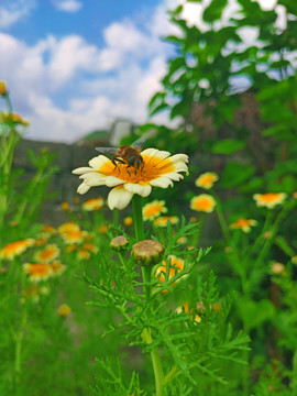 蜜蜂花