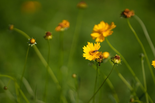 格桑花