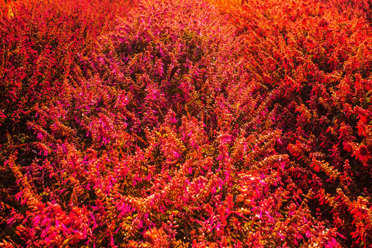 植物花田