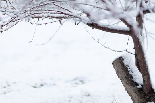 雪中花