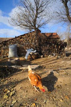 农村散养母鸡