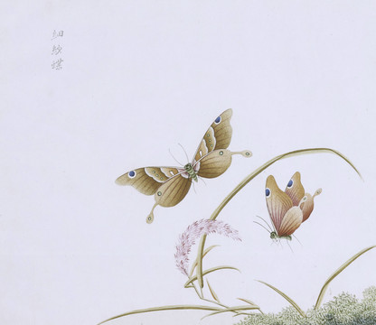 细纱蝶虫草国画小品