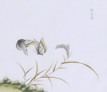 西笠蝶虫草国画小品