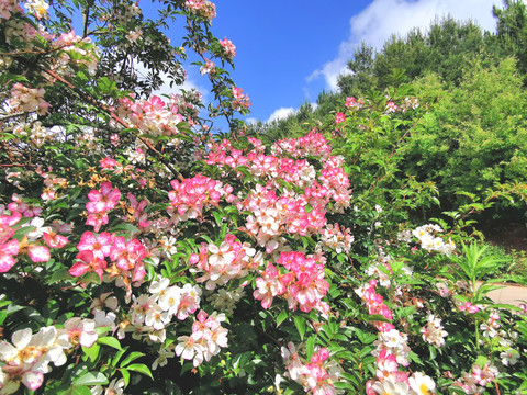 山花烂漫