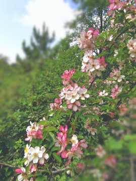 山花烂漫