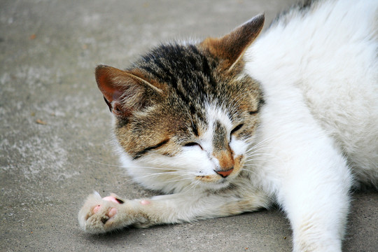 小花猫