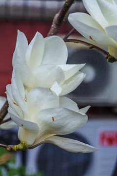 树枝上两朵朵盛开的白玉兰花