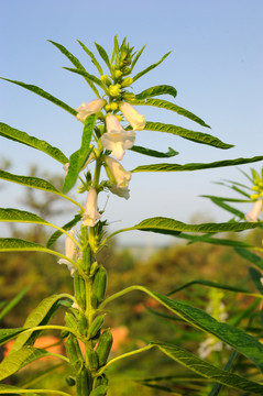 芝麻种植