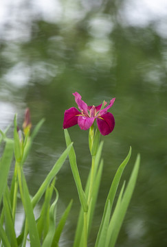 花菖蒲