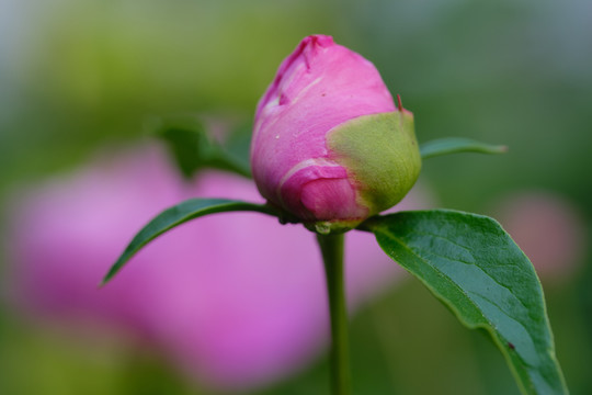 芍药花