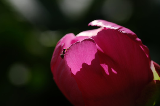 芍药花