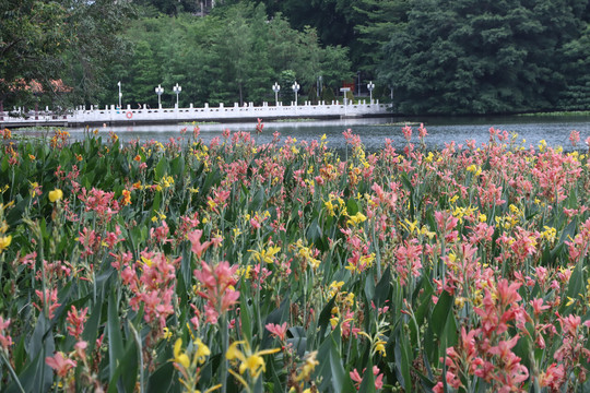 花海