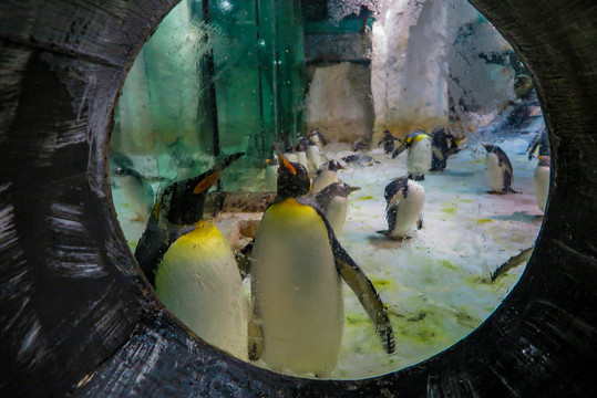 水族馆企鹅