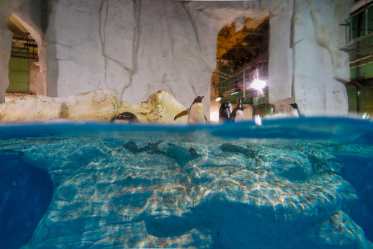 水族馆企鹅