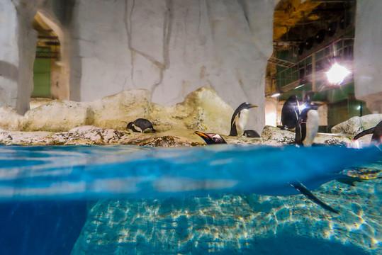 水族馆企鹅