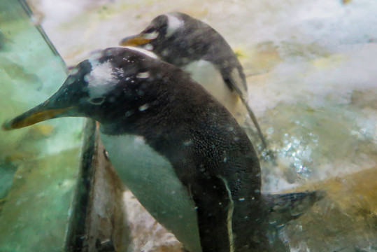 水族馆企鹅