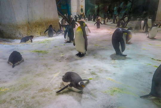 水族馆企鹅