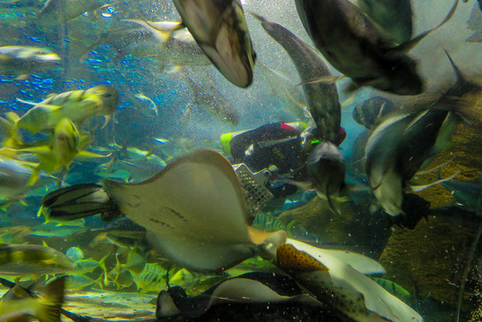 水族馆鱼群